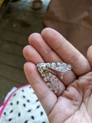 Hypercompe scribonia