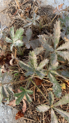 Potentilla gracilis