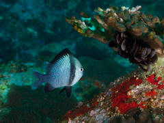 Dascyllus reticulatus