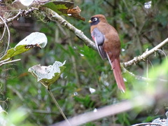 Trogon personatus