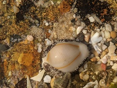 Monetaria annulus