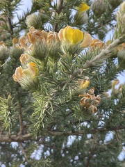 Aspalathus chenopoda