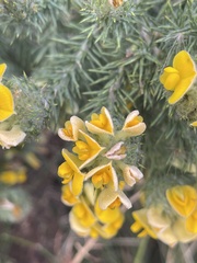 Aspalathus chenopoda