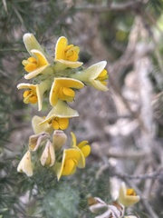 Aspalathus chenopoda