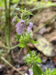 Stachys tenuifolia