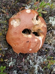 Leccinum versipelle