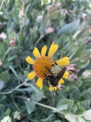 Bombus pensylvanicus
