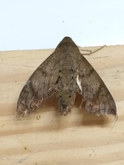 Pachylioides resumens