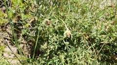 Sphaeralcea australis