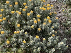 Leucospermum conocarpodendron conocarpodendron