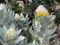 Leucospermum conocarpodendron conocarpodendron