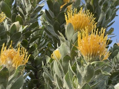 Leucospermum conocarpodendron conocarpodendron