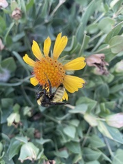 Bombus pensylvanicus
