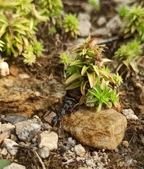 Neoponera apicalis