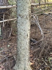 Celtis occidentalis
