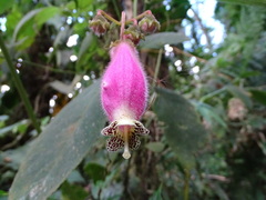 Kohleria affinis