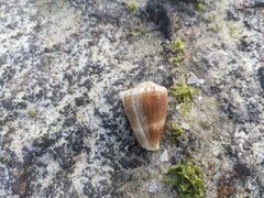 Conus miliaris