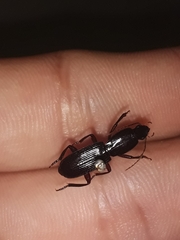 Stenomorphus