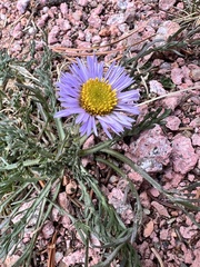 Erigeron pinnatisectus