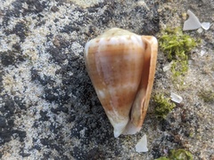 Conus miliaris