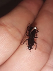Stenomorphus