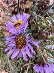 Erigeron pinnatisectus