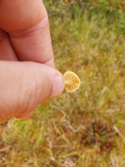 Gloioxanthomyces nitidus