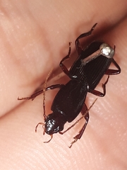 Stenomorphus