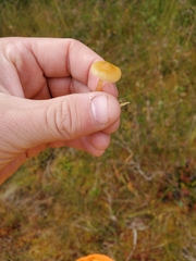 Gloioxanthomyces nitidus