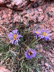 Erigeron pinnatisectus