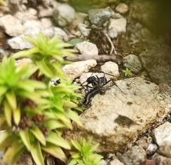 Neoponera apicalis