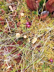 Gloioxanthomyces nitidus