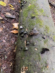 Hypoxylon fragiforme