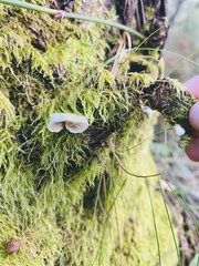 Marasmiellus candidus