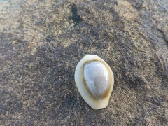 Monetaria annulus