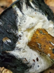 Hypomyces chrysospermus