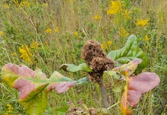 Andricus quercusfrondosus