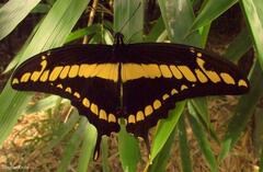 Heraclides thoas brasiliensis