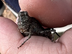 Trimerotropis verruculata