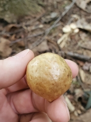 Amphibolips quercusinanis