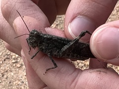 Trimerotropis verruculata