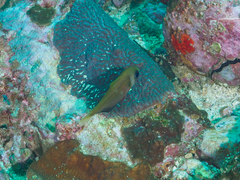 Pempheris compressa