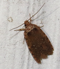 Agonopterix clemensella