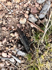 Trimerotropis verruculata