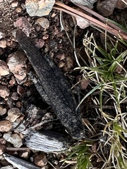 Trimerotropis verruculata