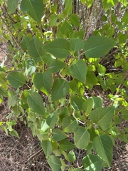 Syringa vulgaris