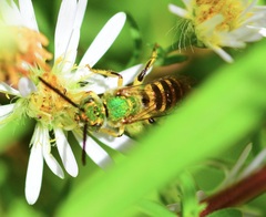Agapostemon