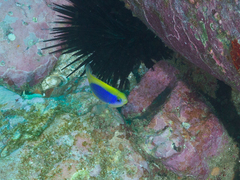 Chrysiptera flavipinnis