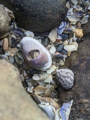 Naria erosa