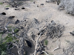 Spheniscus magellanicus